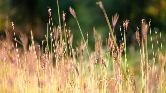 Tales of Androgyny screenshot 2